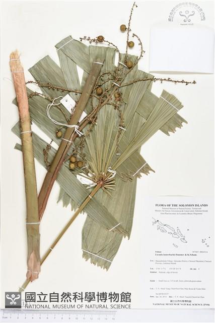 登錄號:BS04514藏品圖，第1張