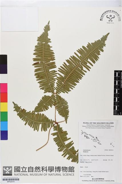 登錄號:BP02914藏品圖，第1張