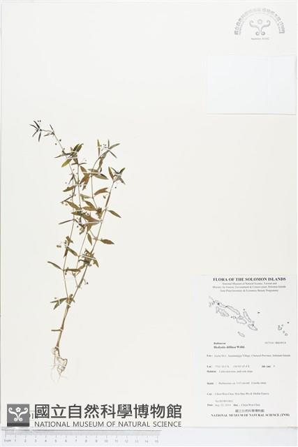 定經草、珠仔草藏品圖，第1張