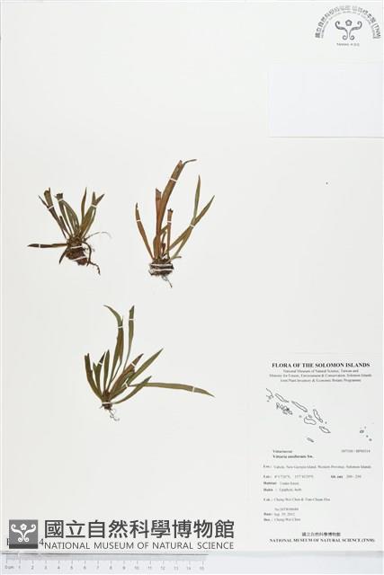 劍葉書帶蕨藏品圖，第1張