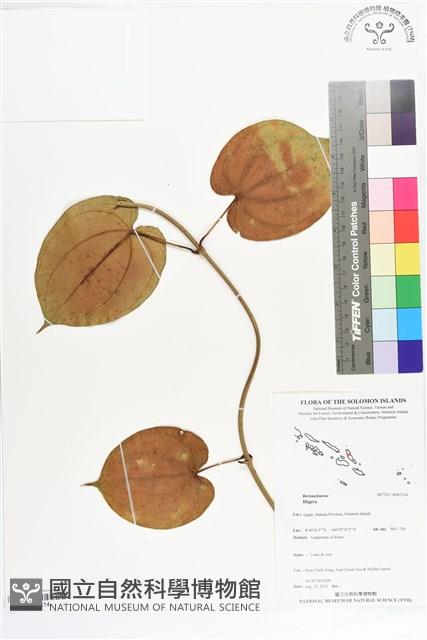 登錄號:BS07314藏品圖，第1張