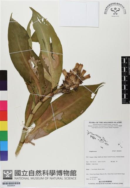 登錄號:BS06804藏品圖，第1張