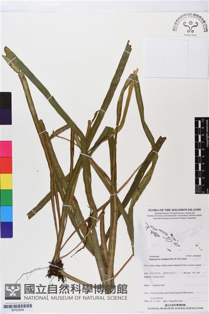登錄號:BP02804藏品圖，第1張