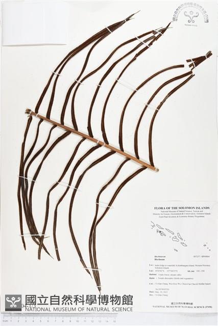 登錄號:BP00804藏品圖，第1張