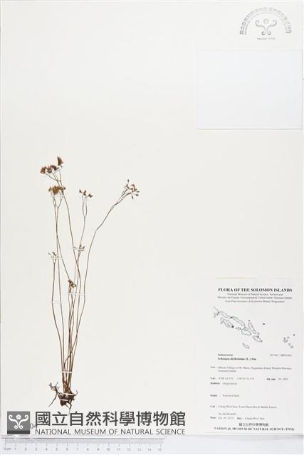 分枝莎草蕨藏品圖，第1張