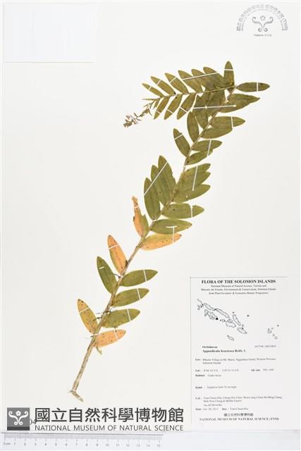 登錄號:BS03804藏品圖，第1張