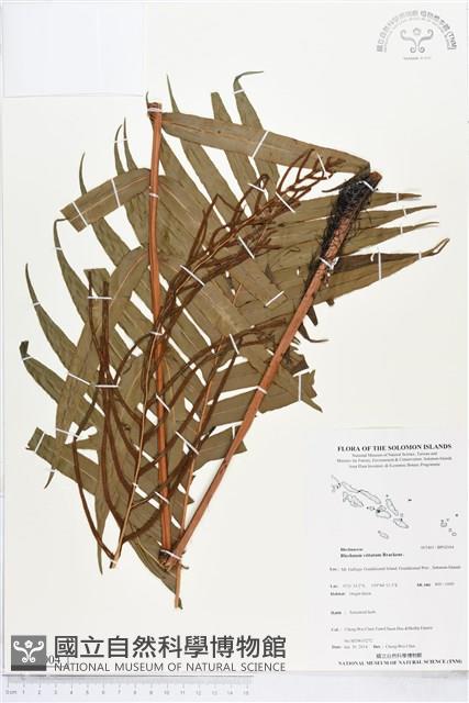 登錄號:BP02004藏品圖，第1張