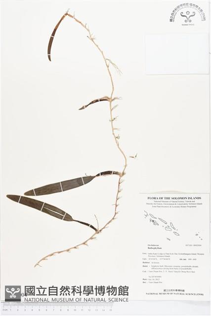 登錄號:BS02004藏品圖，第1張