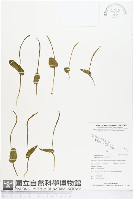 網脈瓶爾小草藏品圖，第1張