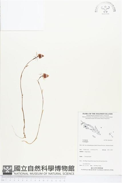 登錄號:BS04004藏品圖，第1張