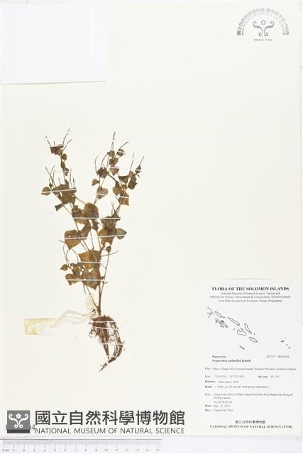 草胡椒藏品圖，第1張