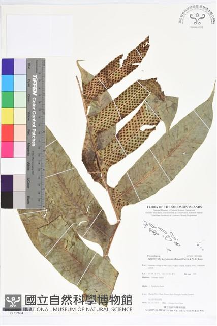 登錄號:BP02604藏品圖，第1張