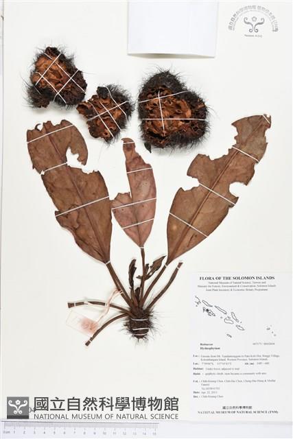 登錄號:BS02604藏品圖，第1張