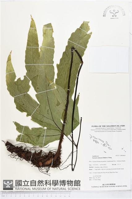 登錄號:BP00604藏品圖，第1張