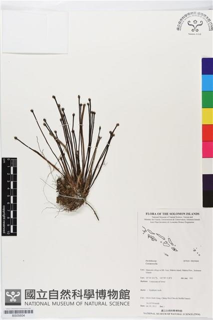 登錄號:BS05604藏品圖，第1張