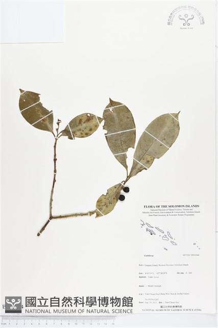 登錄號:BS03604藏品圖，第1張