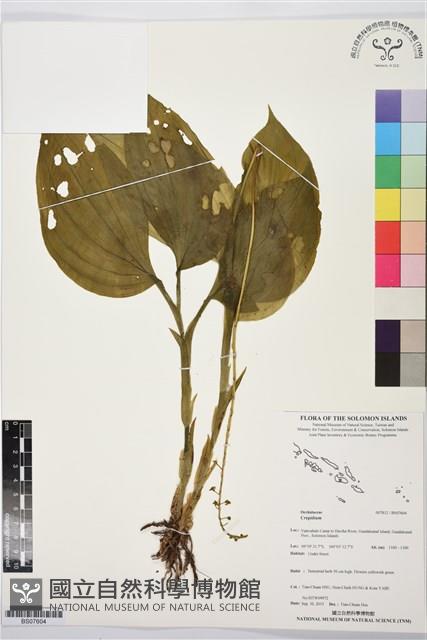 登錄號:BS07604藏品圖，第1張