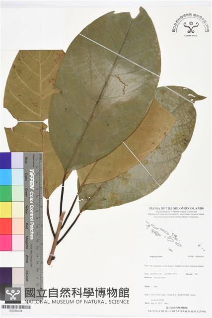 登錄號:BS06404藏品圖，第1張
