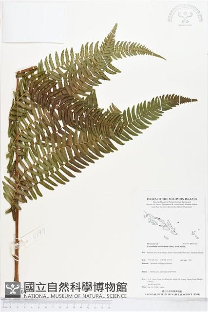 登錄號:BP02404藏品圖，第1張