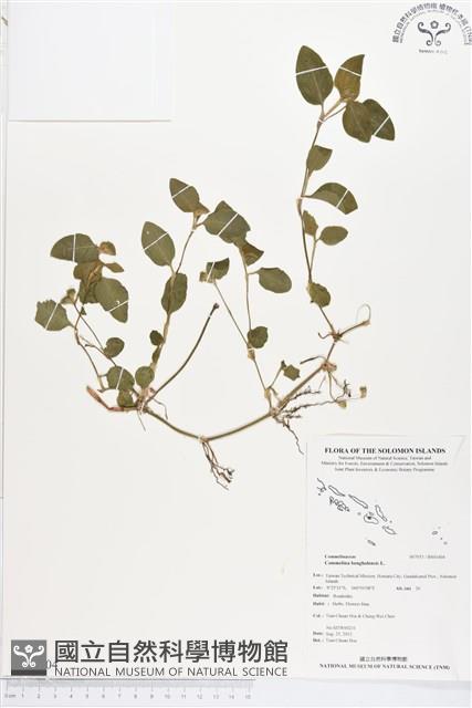 圓葉鴨跖草、竹葉菜藏品圖，第1張