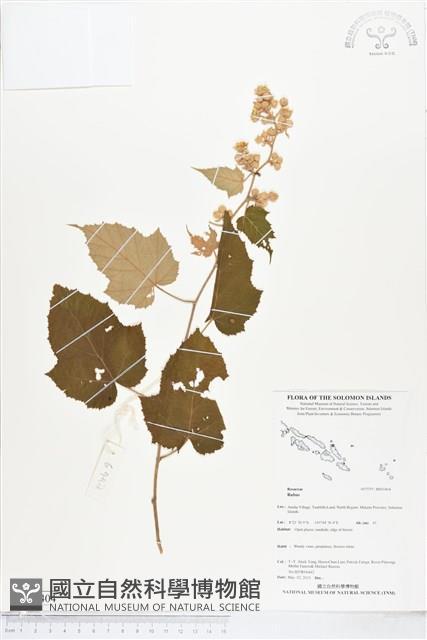 登錄號:BS05404藏品圖，第1張