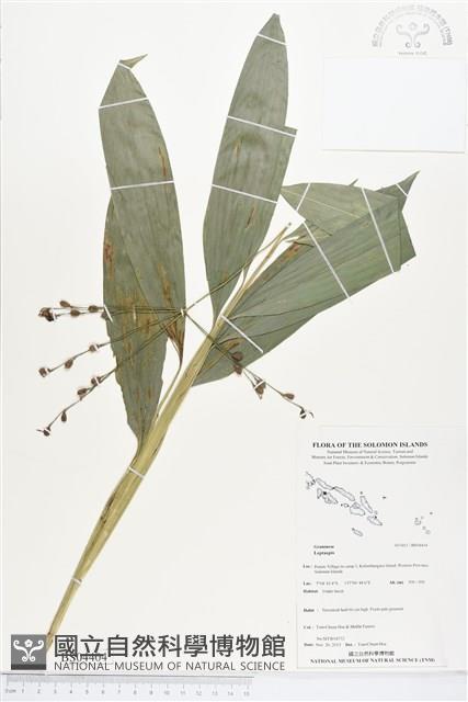 登錄號:BS04404藏品圖，第1張