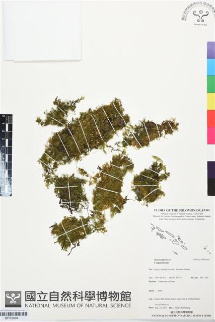 登錄號:BP03404藏品圖，第1張