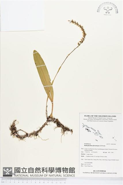 登錄號:BS03404藏品圖，第1張