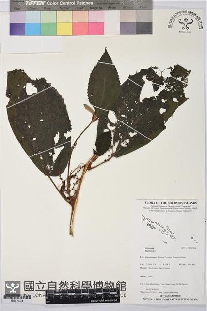 登錄號:BS07404藏品圖，第1張