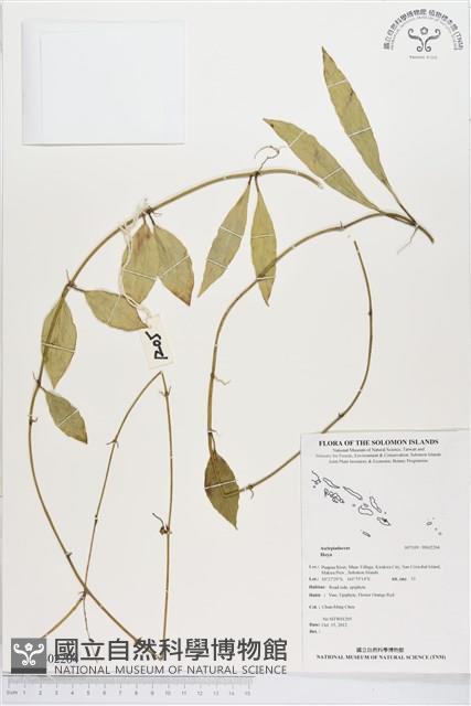 登錄號:BS02204藏品圖，第1張