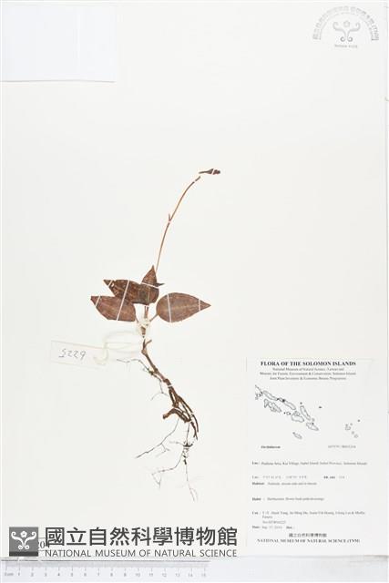 登錄號:BS05204藏品圖，第1張