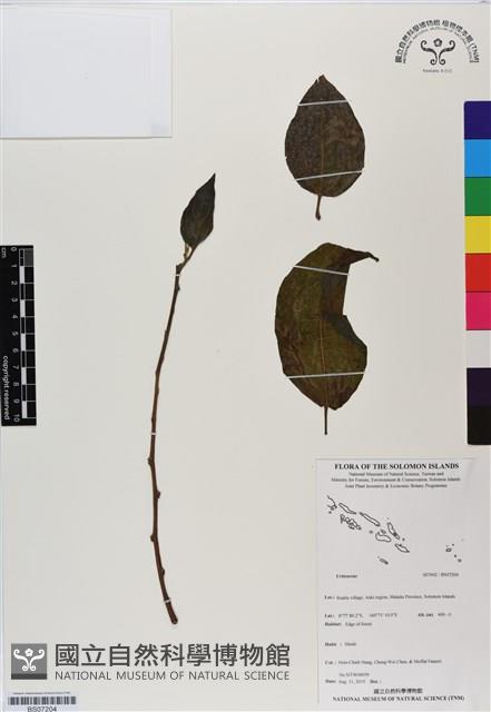 Accession Number:BS07204 Collection Image