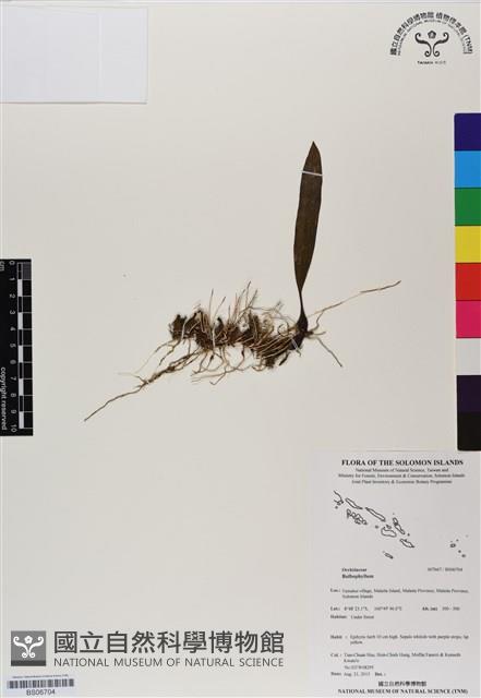 登錄號:BS06704藏品圖，第1張