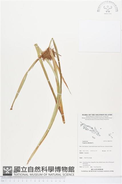 斷節莎藏品圖，第1張