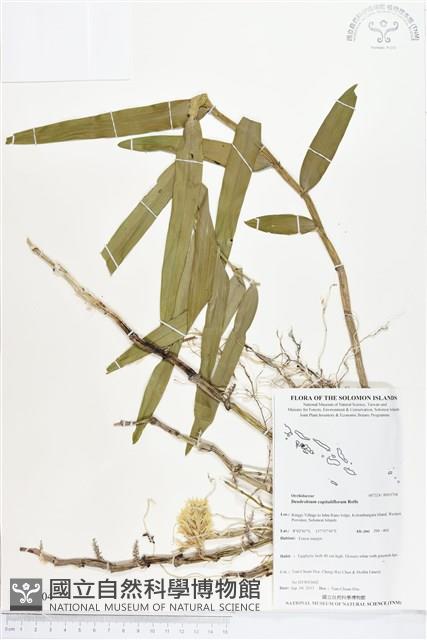 登錄號:BS03704藏品圖，第1張