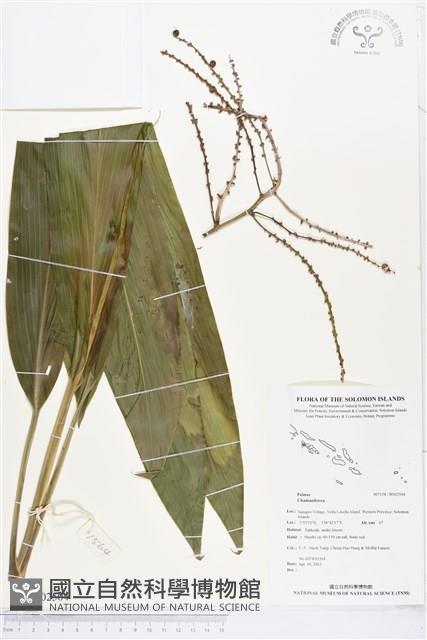 登錄號:BS02504藏品圖，第1張