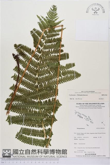 登錄號:BP01504藏品圖，第1張