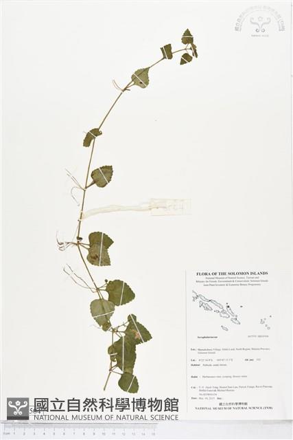 登錄號:BS05504藏品圖，第1張