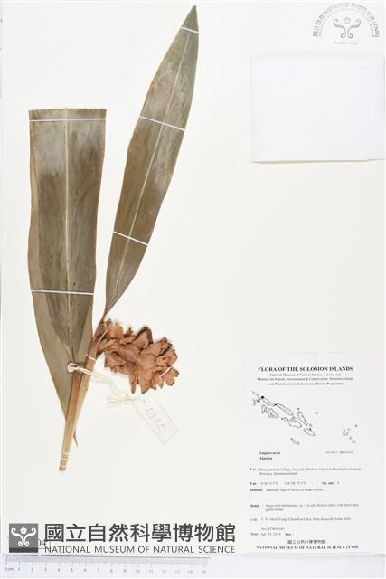 登錄號:BS04504藏品圖，第1張