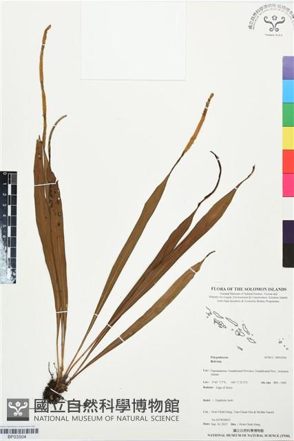 登錄號:BP03504藏品圖，第1張