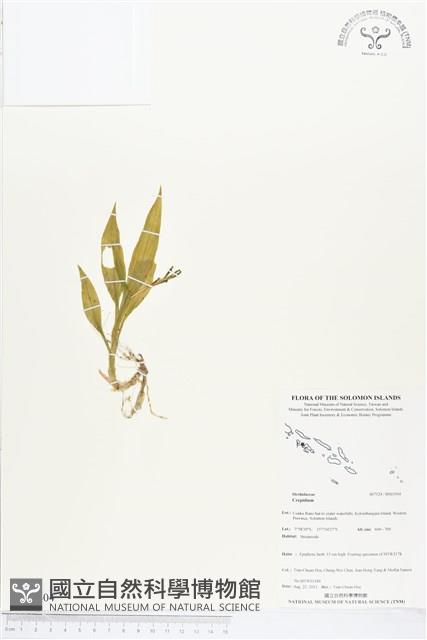 Accession Number:BS03504 Collection Image