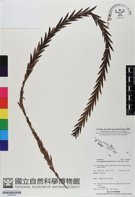 登錄號:BS06904藏品圖，第1張