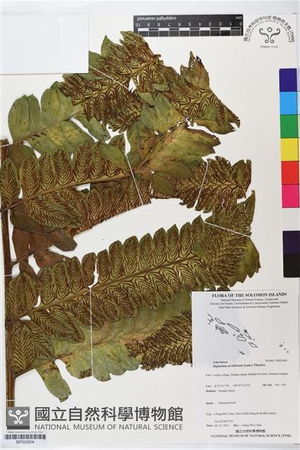 多生菜蕨藏品圖，第1張