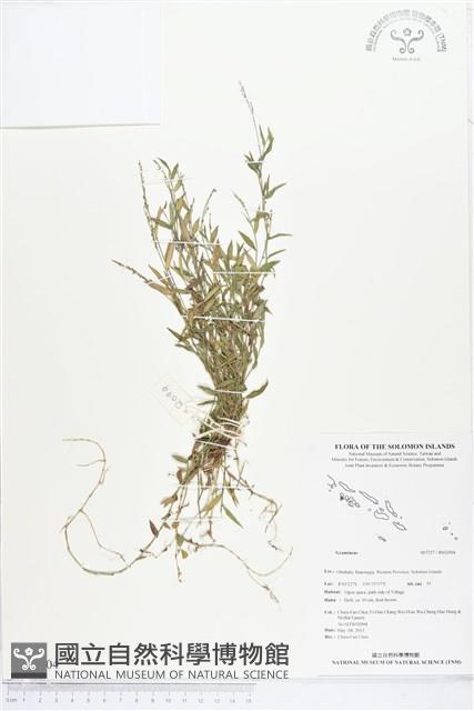 登錄號:BS02904藏品圖，第1張