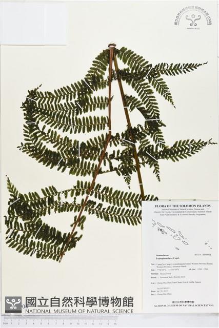 登錄號:BP00904藏品圖，第1張