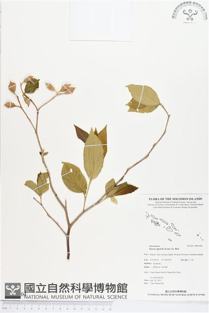 南粵野茉莉藏品圖，第1張