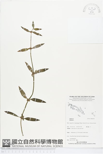 登錄號:BS04904藏品圖，第1張