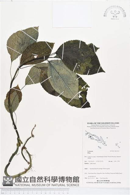 登錄號:BS03904藏品圖，第1張