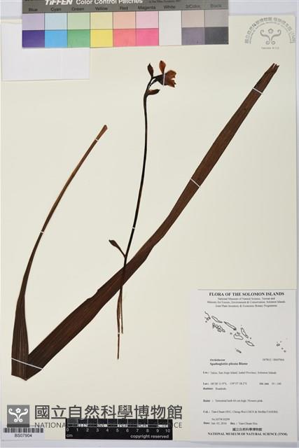 紫苞舌蘭、紫蘭藏品圖，第1張