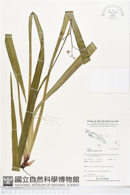桔梗蘭藏品圖，第1張